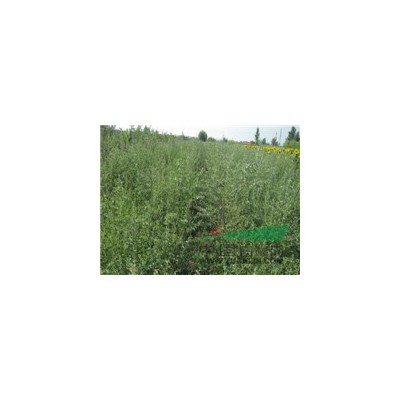 供应沙棘大小苗 柠条苗  踏啷苗 等