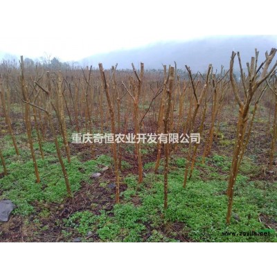 重庆地区供应冠幅60-100公分红叶石楠球