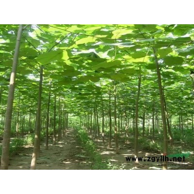 安徽阜阳提供大量泡桐树苗