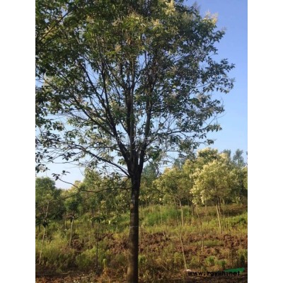 紫叶李图片\紫叶李报价