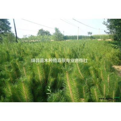 供应白皮松油松核桃苗苹果苗梨树苗杏树苗等优质苗木