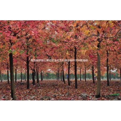 四季红枫三季红枫-四季红枫-俄罗斯三季红枫四季红枫-