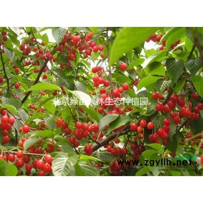 基地长期供应各种规格-垂榆、金叶榆、金叶垂榆