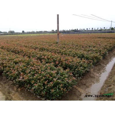 出售红叶石楠大杯