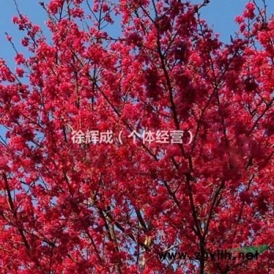 供应正台湾樱花。春节开花，花期长；原生种苗培育，保证不嫁接！
