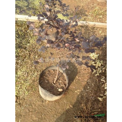 *上门嫁接油茶树/老油茶树嫁接价格技术图片方法