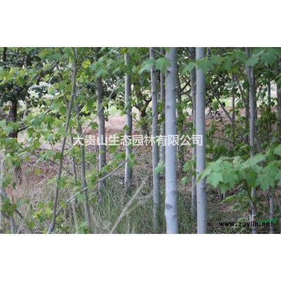 5-8公分美国红枫 给钱就卖