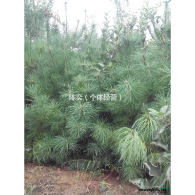 华山松1.5-2.5米6年长势