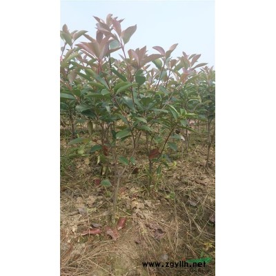 出售红叶石楠小毛球