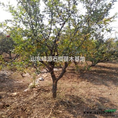 山东3，4，5，6，7，8，9，10公分石榴树批发出售供应