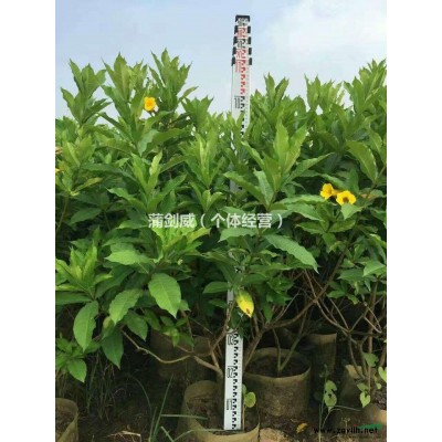 1.2*1.2m非洲茉莉球、大红花、柳叶榕、硬枝黄蝉。