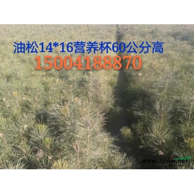 辽宁章古台地区供应樟子松一年生小苗