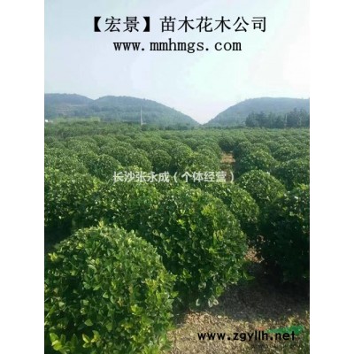 造型狗骨树.湖南狗骨树.湖南狗骨小苗-现货报价找张总