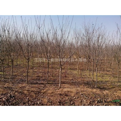 紫叶碧桃价格4公分5公分6公分紫叶碧桃，紫叶桃-青叶碧桃价格图3