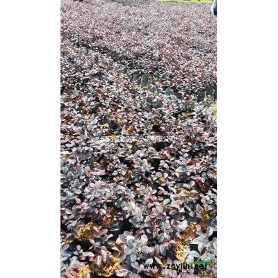 福建地区供应(30-80cm)三角梅袋苗和盆苗,花色规格齐