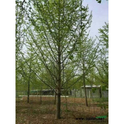 供应 银杏实生树，嫁接树，银杏果，银杏盆景