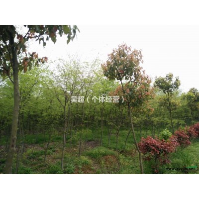 发往南京15举树