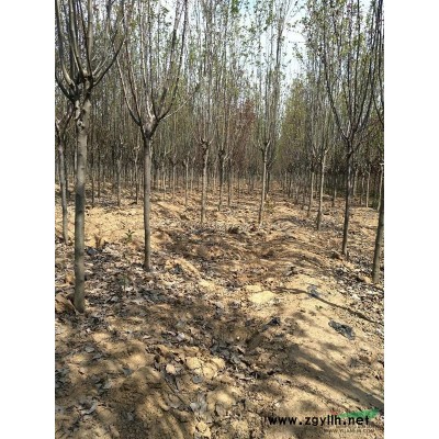 临沂地区供应3456公分海棠