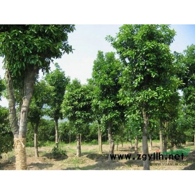 江西九江罗汉松小苗出售