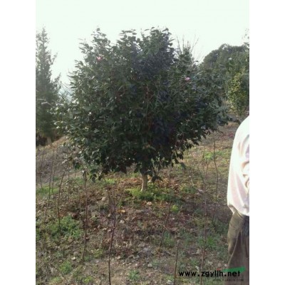 嵊州供应大规模茶梅球