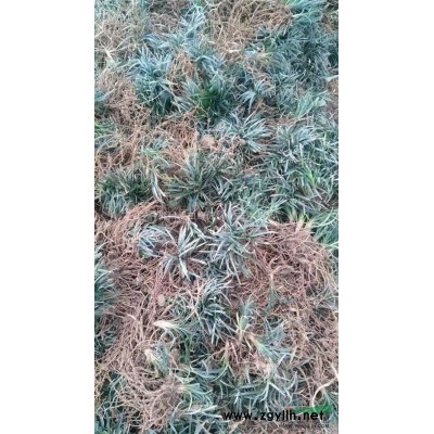 湖南郴州供应樱花