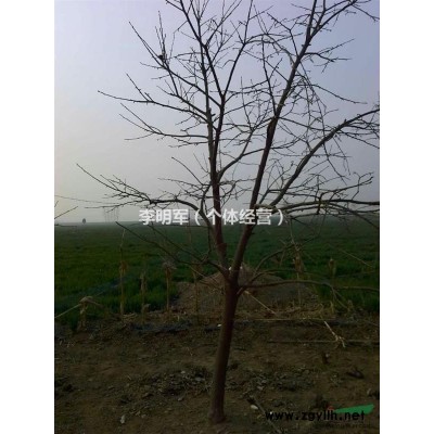 河南地区供应柿子树 核桃树