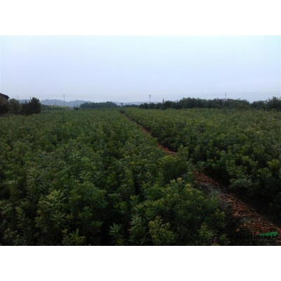 杨梅芽苗 枇杷小苗