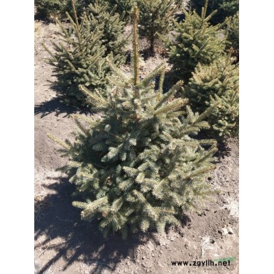 出售云杉70至3米