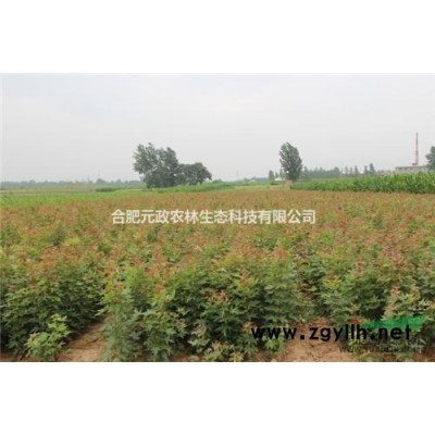 紫薇树各种规格小苗供应