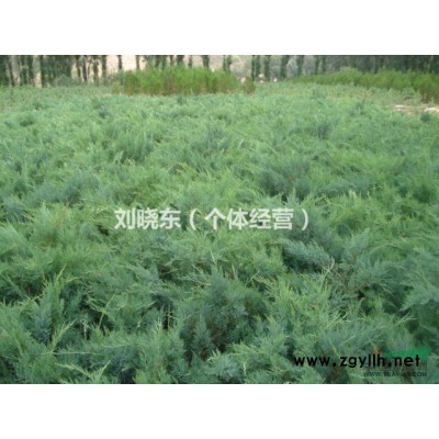 大量出售沙地柏