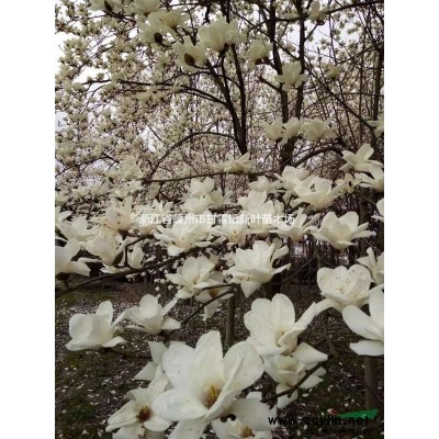 樟树20公分以上量多