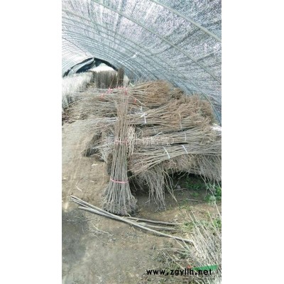 碧桃地径3——6公分，500株