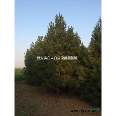 陕西蓝田县 实在人白皮松苗圃直销