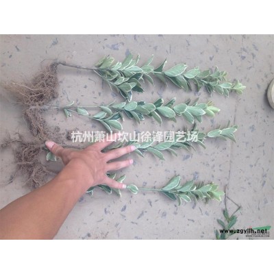 浙江地区供应P100-150海桐球