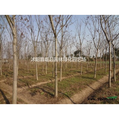 出售绿化苗木榉树1-30公分