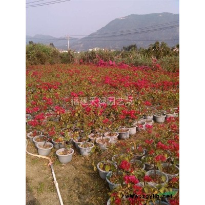 批发芒果苗，番石榴苗，柚子苗，杨梅苗，杨桃苗，葡萄蜜，莲雾苗