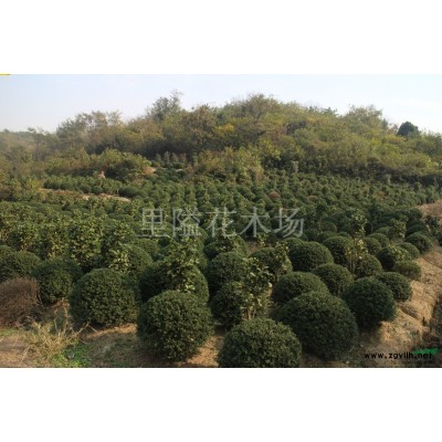 香樟树，杨梅树，红叶石楠柱子