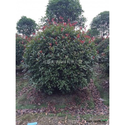 成都供应80-200公分红继木球