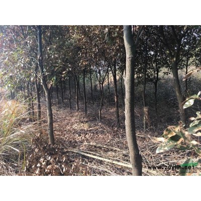 供应湿地松小苗