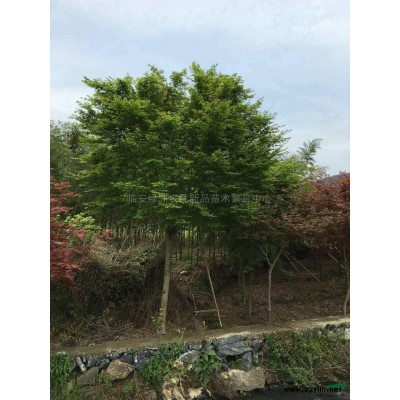 浙江血红鸡爪槭D1-4公分，高杆定杆苗，5-8公分工程苗2介绍
