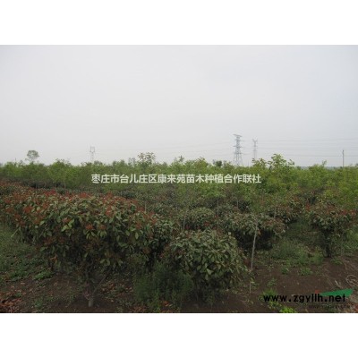 枣庄建设美丽乡村  石楠