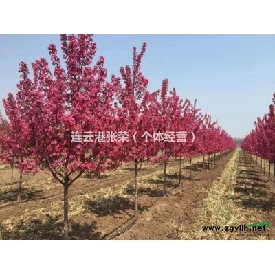 红宝石海棠  低价出售