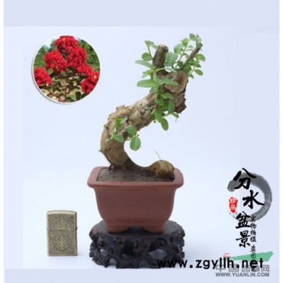 金叶女贞，金叶女贞球，金叶女贞价格，金叶女贞图片，沭阳金叶女