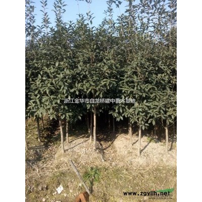 供应桂花，朱砂桂10000棵