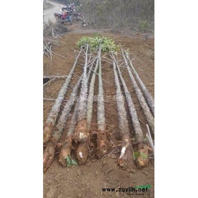 三角梅火热供应中