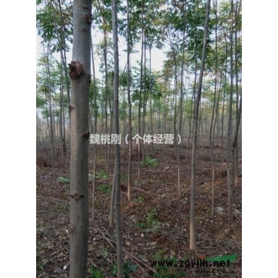 江苏地区自产自销乌桕