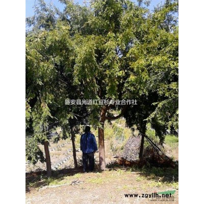 浙江地区供应地径20-23红豆杉大树