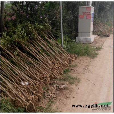 北美海棠苗 江苏北美海棠 北美海棠品种全