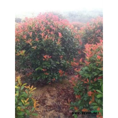 江苏地区出售构树有需要的朋友联系