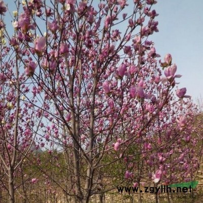 湖北栾树基地，湖北栾树价格，湖北栾树照片